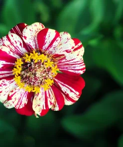 Candy Stripe Zinnia Seeds - Zinnia Elegans Mix, 150 Seeds, Mixed Colors - Image 3