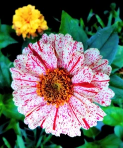 Candy Stripe Zinnia Seeds - Zinnia Elegans Mix, 150 Seeds, Mixed Colors - Image 4