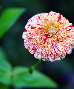 Candy Stripe Zinnia Seeds - Zinnia Elegans Mix, 150 Seeds, Mixed Colors - Image 5