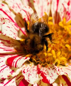 Candy Stripe Zinnia Seeds - Zinnia Elegans Mix, 150 Seeds, Mixed Colors - Image 6
