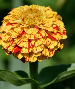 Candy Stripe Zinnia Seeds - Zinnia Elegans Mix, 150 Seeds, Mixed Colors - Image 7