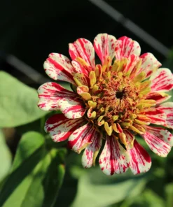 Candy Stripe Zinnia Seeds - Zinnia Elegans Mix, 150 Seeds, Mixed Colors - Image 8