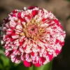 Candy Stripe Zinnia Seeds - Zinnia Elegans Mix, 150 Seeds, Mixed Colors - Image 1
