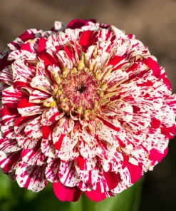 Candy Stripe Zinnia Seeds - Zinnia Elegans Mix, 150 Seeds, Mixed Colors - Image 1