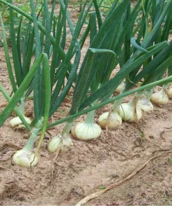 Candy Sweet Onion Starter Plants - 30 Bare Root Allium cepa Bulbs - Image 3