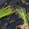 Candy Sweet Onion Starter Plants - 30 Bare Root Allium cepa Bulbs - Image 1