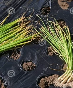 Candy Sweet Onion Starter Plants - 30 Bare Root Allium cepa Bulbs - Image 1