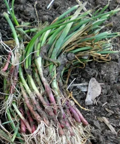 Candy Sweet Onion Starter Plants - Bunch of 30 Live Onion Plants - Image 2