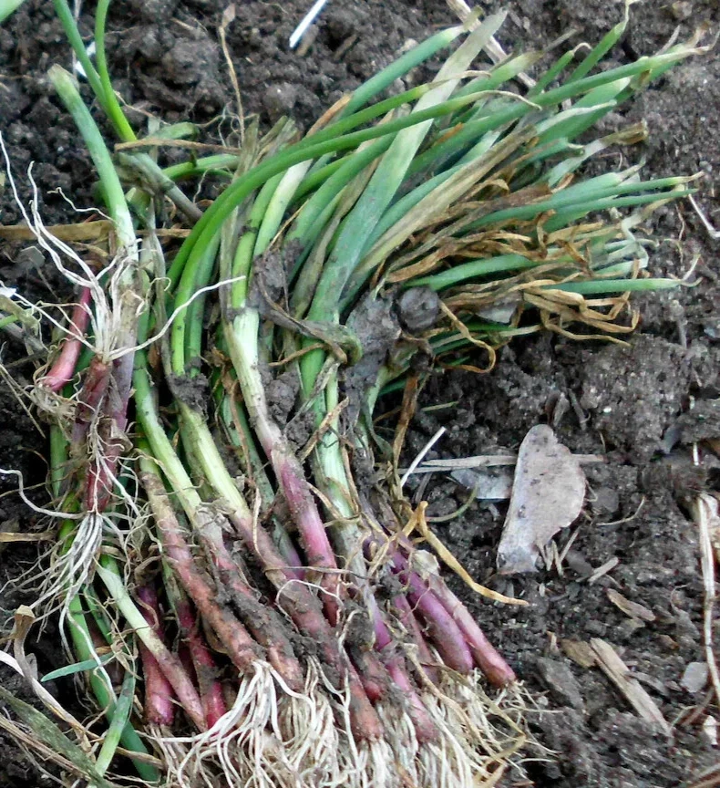 Candy Sweet Onion Starter Plants - Bunch of 30 Live Onion Plants - Image 2