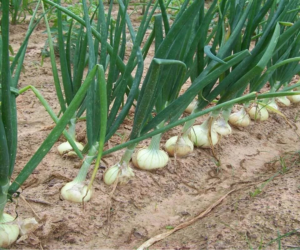 Candy Sweet Onion Starter Plants - Bunch of 30 Live Onion Plants - Image 3