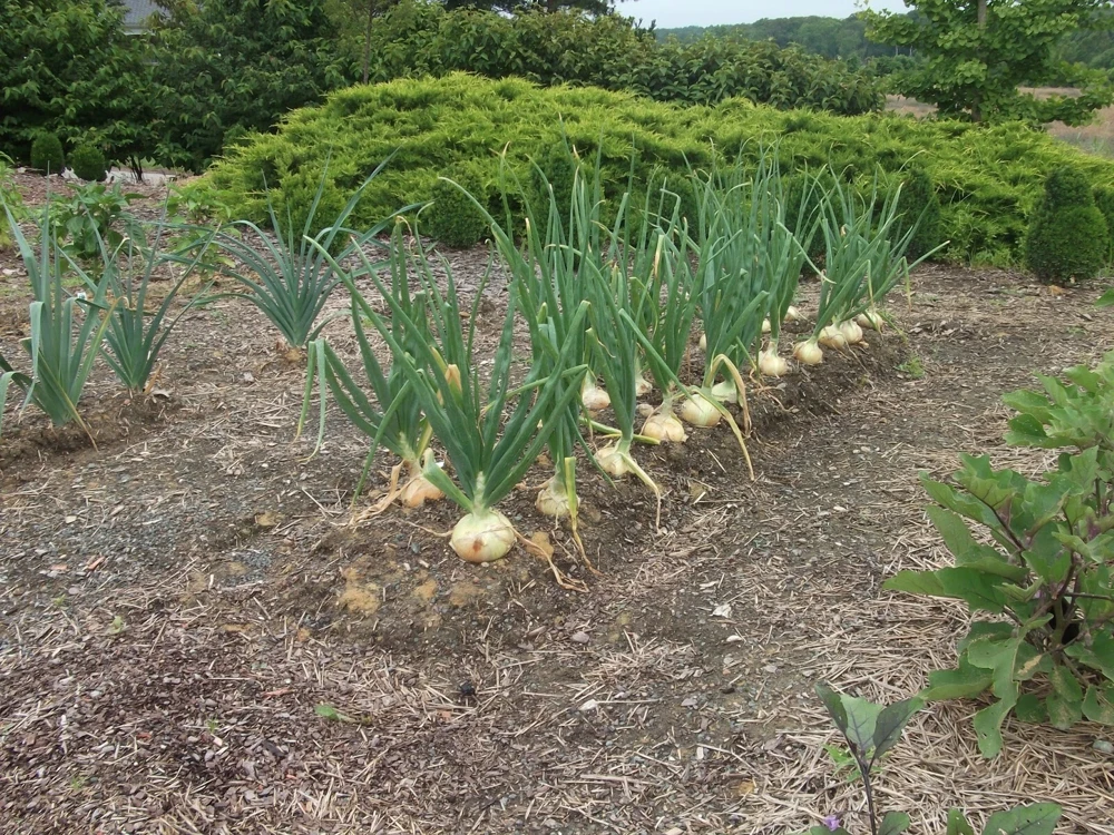 Candy Sweet Onion Starter Plants - Bunch of 30 Live Onion Plants - Image 4