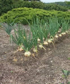 Candy Sweet Onion Starter Plants - Bunch of 30 Live Plants for Garden - Image 4