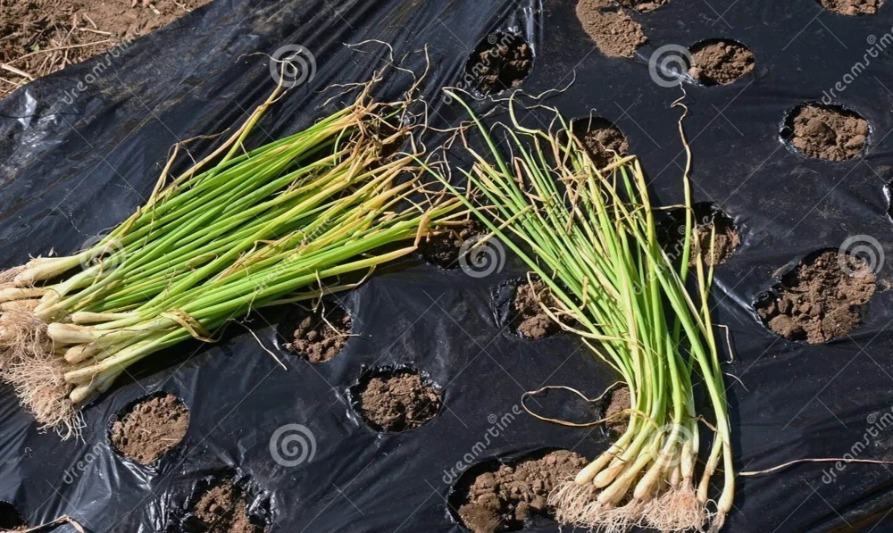 Candy Sweet Onion Starter Plants - Bunch of 30 Live Onion Plants - Image 1