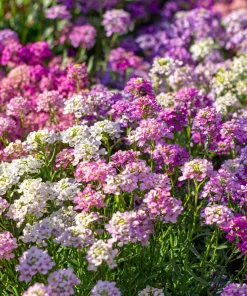 Candytuft Mixed Color Seeds - 200 Heirloom Iberis umbellata Annual Flower - Image 2