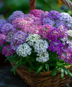Candytuft Mixed Color Seeds - 200 Heirloom Iberis umbellata Annual Flower - Image 3