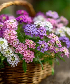 Candytuft Mixed Color Seeds - 200 Heirloom Iberis umbellata Annual Flower - Image 4