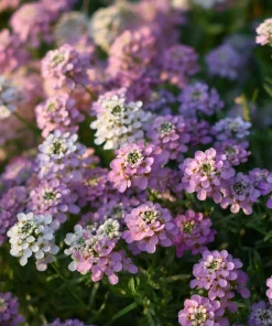 Candytuft Mixed Color Seeds - 200 Heirloom Iberis umbellata Annual Flower - Image 5