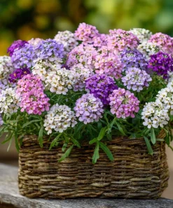 Candytuft Mixed Color Seeds - 200 Heirloom Iberis umbellata Annual Flower - Image 1