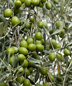 Canino Olive Tree Live Plant – Olea Europaea – Edible European Olives - Image 10