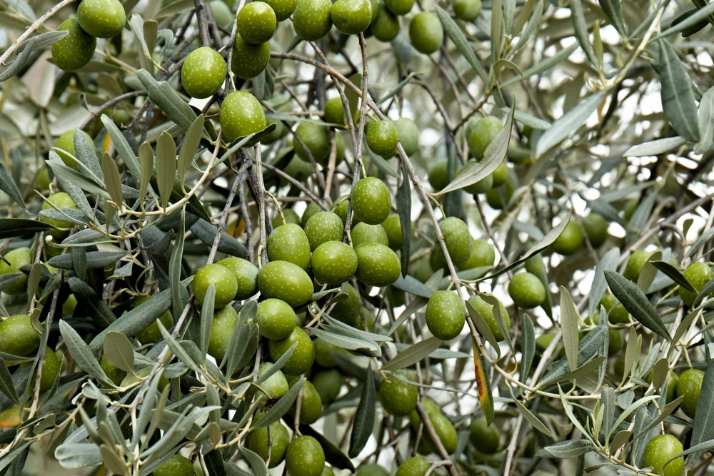 Canino Olive Tree Live Plant – Olea Europaea – Edible European Olives - Image 10