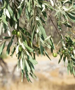 Canino Olive Tree Live Plant – Olea Europaea – Edible European Olives - Image 12