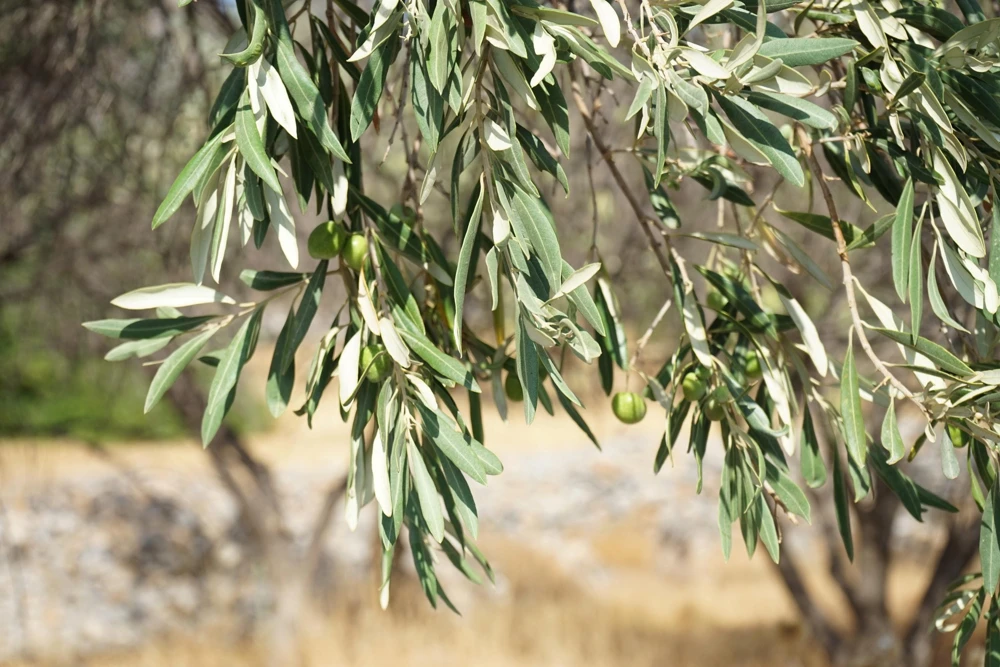 Canino Olive Tree Live Plant – Olea Europaea – Edible European Olives - Image 12