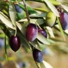 Canino Olive Tree Live Plant – Olea Europaea – Edible European Olives - Image 1