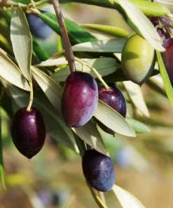Canino Olive Tree Live Plant – Olea Europaea – Edible European Olives - Image 1