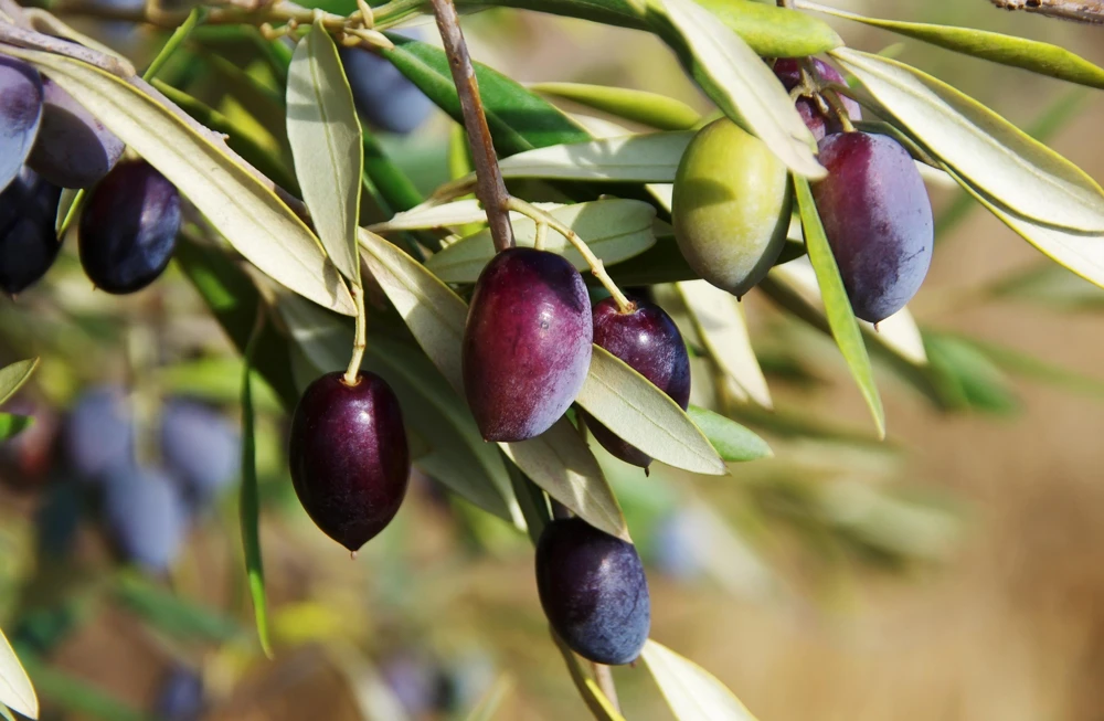 Canino Olive Tree Live Plant – Olea Europaea – Edible European Olives - Image 1