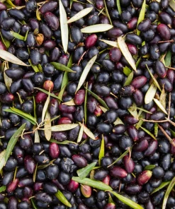 Canino Olive Tree Live Plant – Olea Europaea – Edible European Olives - Image 13