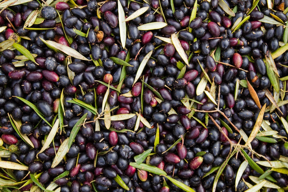 Canino Olive Tree Live Plant – Olea Europaea – Edible European Olives - Image 13