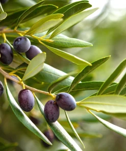 Canino Olive Tree Live Plant – Olea Europaea – Edible European Olives - Image 15