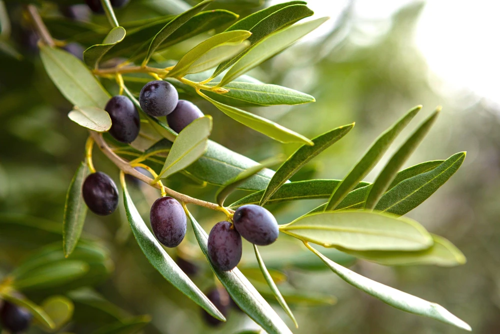 Canino Olive Tree Live Plant – Olea Europaea – Edible European Olives - Image 15