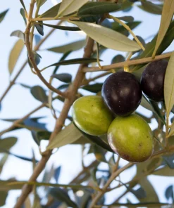 Canino Olive Tree Live Plant – Olea Europaea – Edible European Olives - Image 16