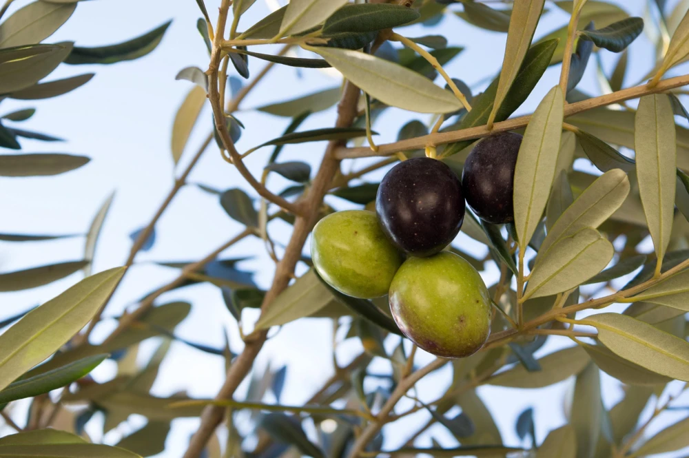 Canino Olive Tree Live Plant – Olea Europaea – Edible European Olives - Image 16