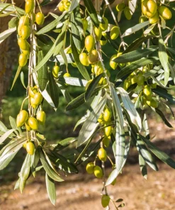 Canino Olive Tree Live Plant – Olea Europaea – Edible European Olives - Image 2