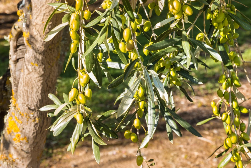 Canino Olive Tree Live Plant – Olea Europaea – Edible European Olives - Image 2