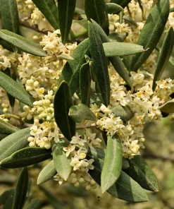 Canino Olive Tree Live Plant – Olea Europaea – Edible European Olives - Image 3