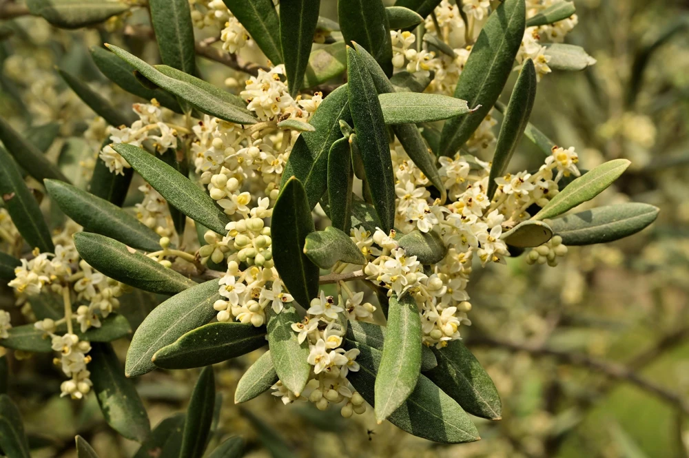 Canino Olive Tree Live Plant – Olea Europaea – Edible European Olives - Image 3