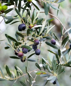 Canino Olive Tree Live Plant – Olea Europaea – Edible European Olives - Image 4