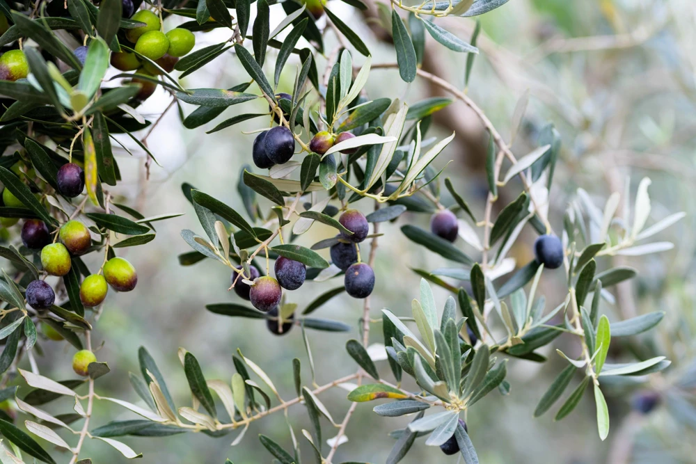 Canino Olive Tree Live Plant – Olea Europaea – Edible European Olives - Image 4
