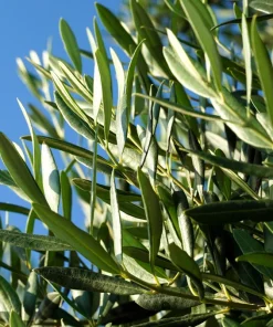Canino Olive Tree Live Plant – Olea Europaea – Edible European Olives - Image 5