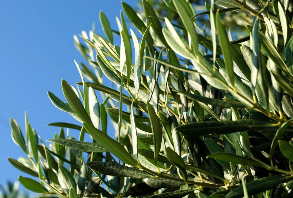 Canino Olive Tree Live Plant – Olea Europaea – Edible European Olives - Image 5