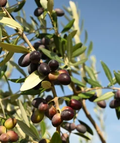 Canino Olive Tree Live Plant – Olea Europaea – Edible European Olives - Image 6