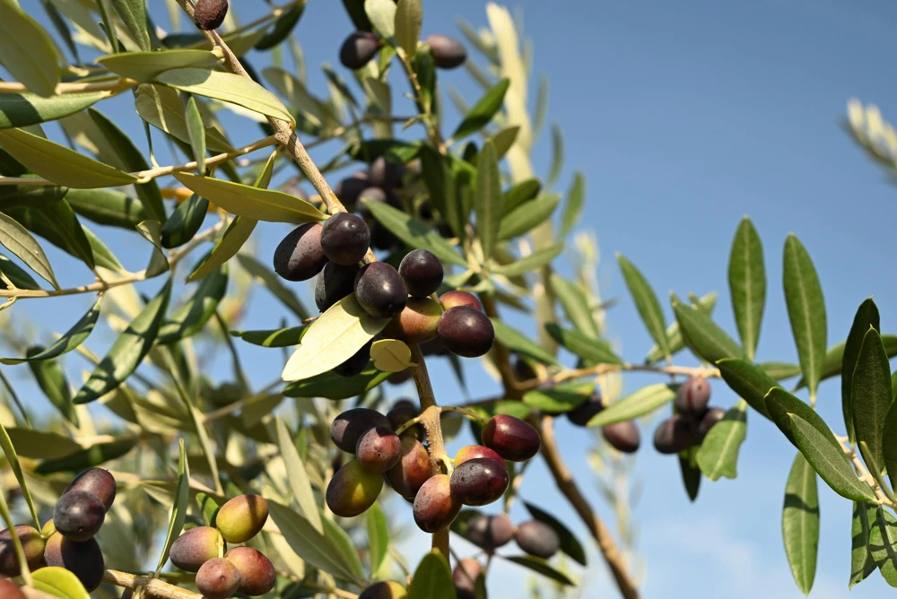 Canino Olive Tree Live Plant – Olea Europaea – Edible European Olives - Image 6