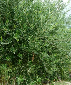 Canino Olive Tree Live Plant – Olea Europaea – Edible European Olives - Image 7