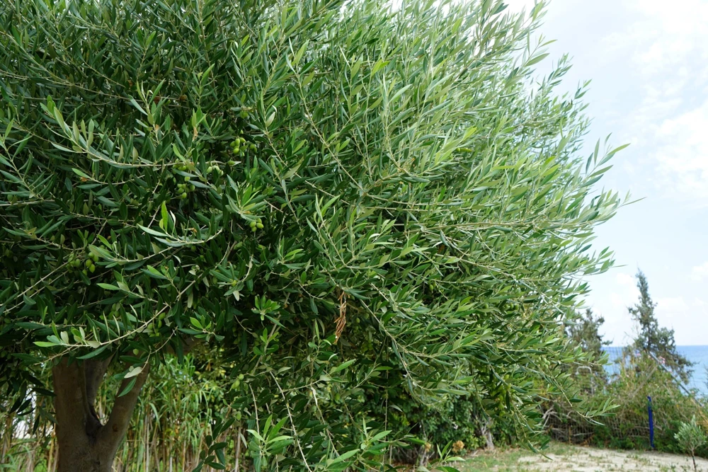 Canino Olive Tree Live Plant – Olea Europaea – Edible European Olives - Image 7