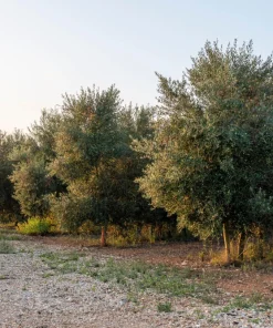 Canino Olive Tree Live Plant – Olea Europaea – Edible European Olives - Image 8