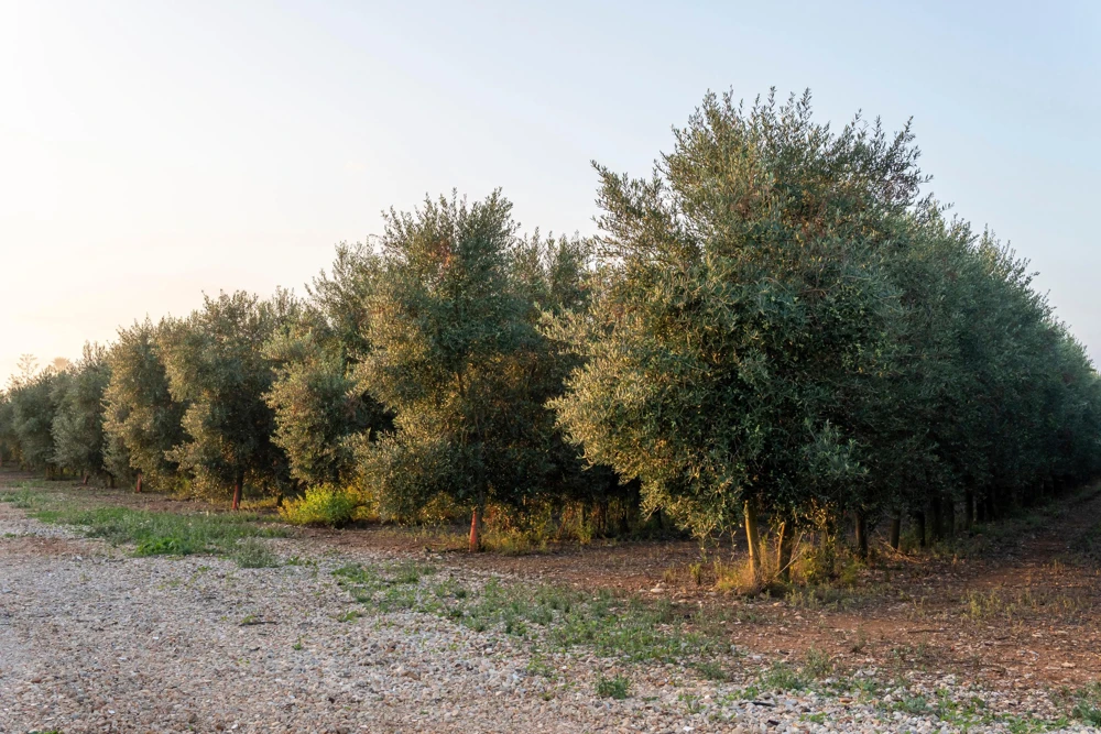 Canino Olive Tree Live Plant – Olea Europaea – Edible European Olives - Image 8