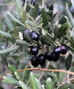 Canino Olive Tree Live Plant – Olea Europaea – Edible European Olives - Image 9